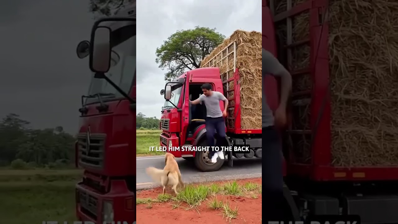 Rescate heroico: El milagro de un cachorro en la carretera