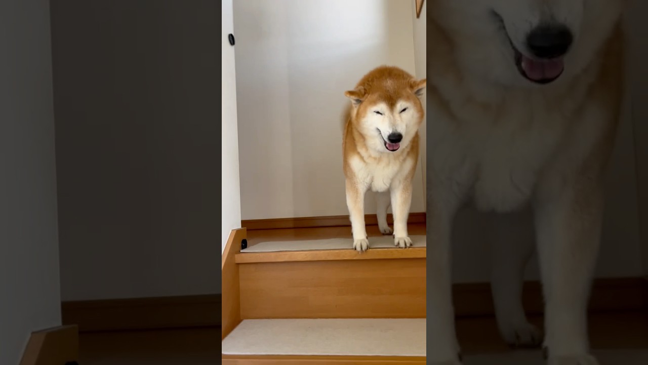 El conmovedor reencuentro de un Shiba tras tres días lejos