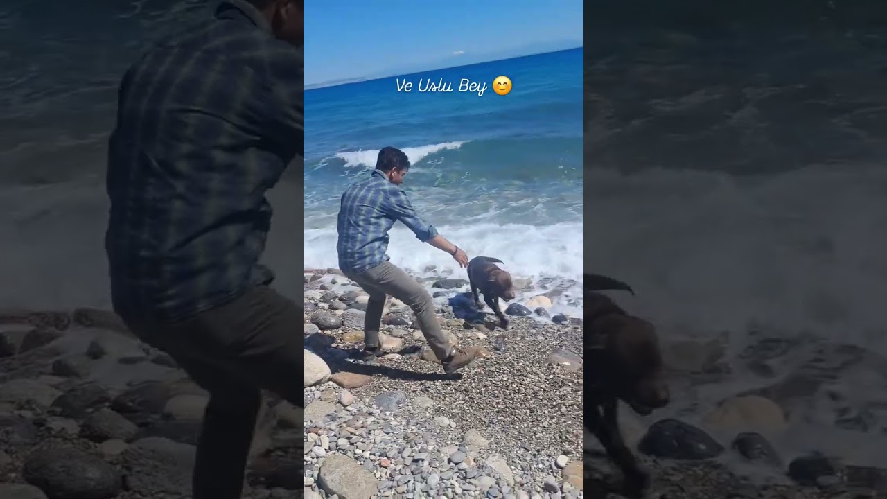 El increíble espíritu marino de este Labrador en Turquía