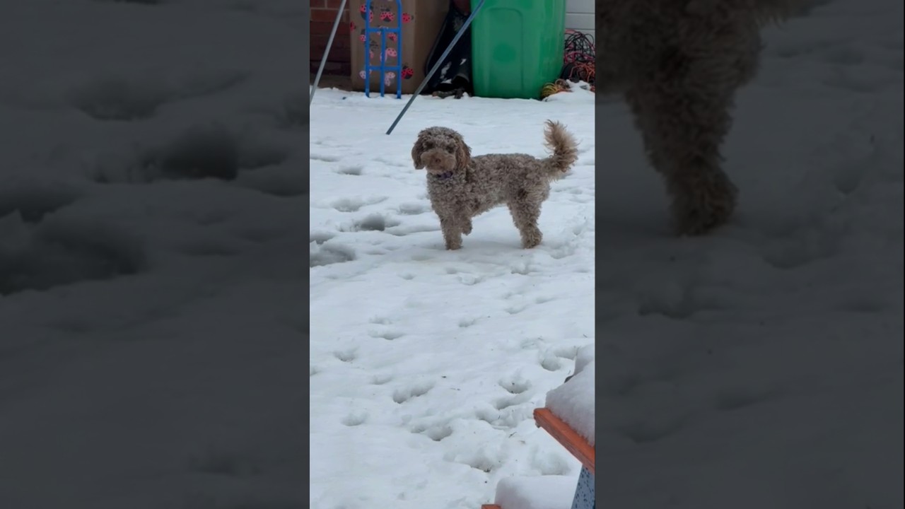 Emotivo encuentro: Un pequeño Cockapoo descubre la nieve