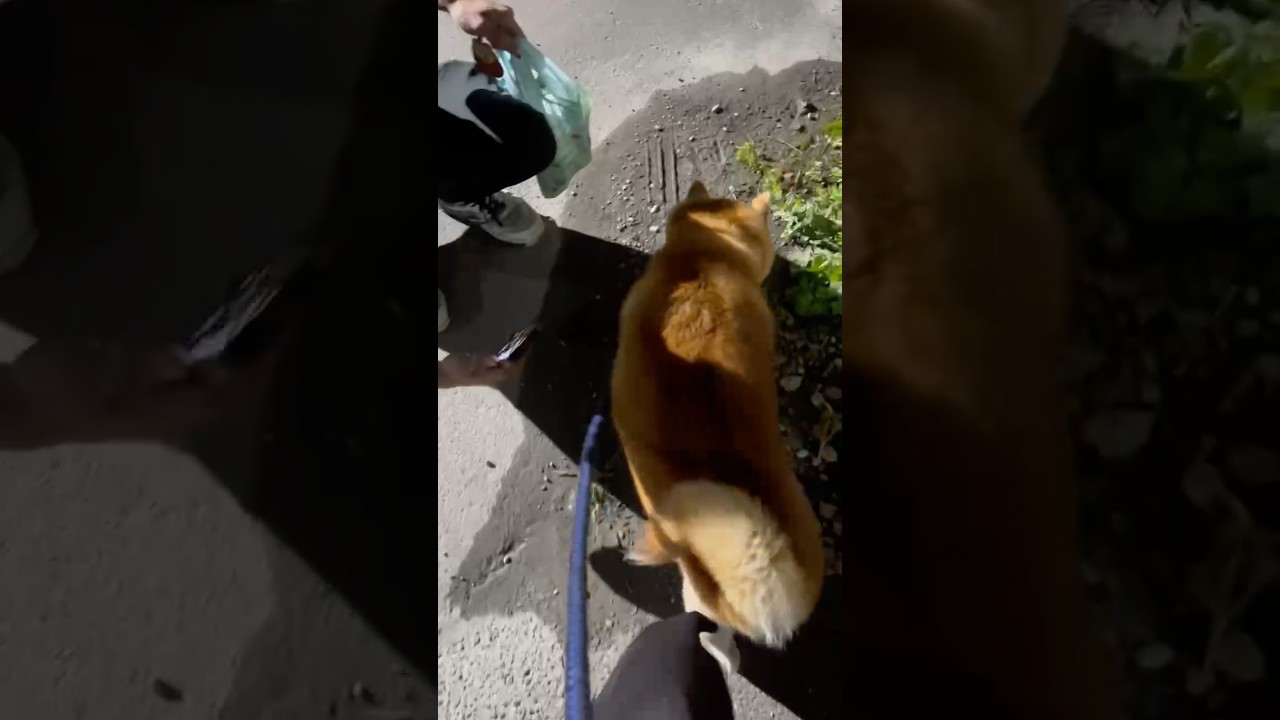 El increíble desprecio de un Shiba Inu que conquista la red