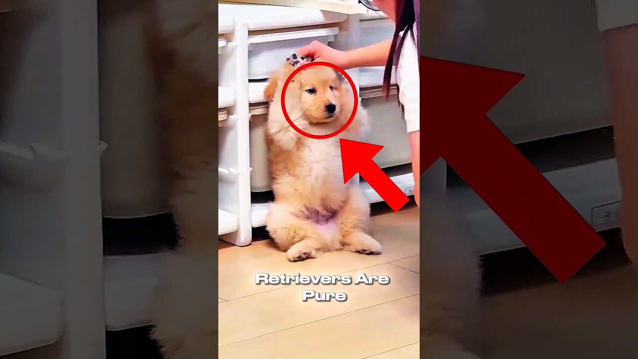 El caos más conmovedor de criar un Golden Retriever