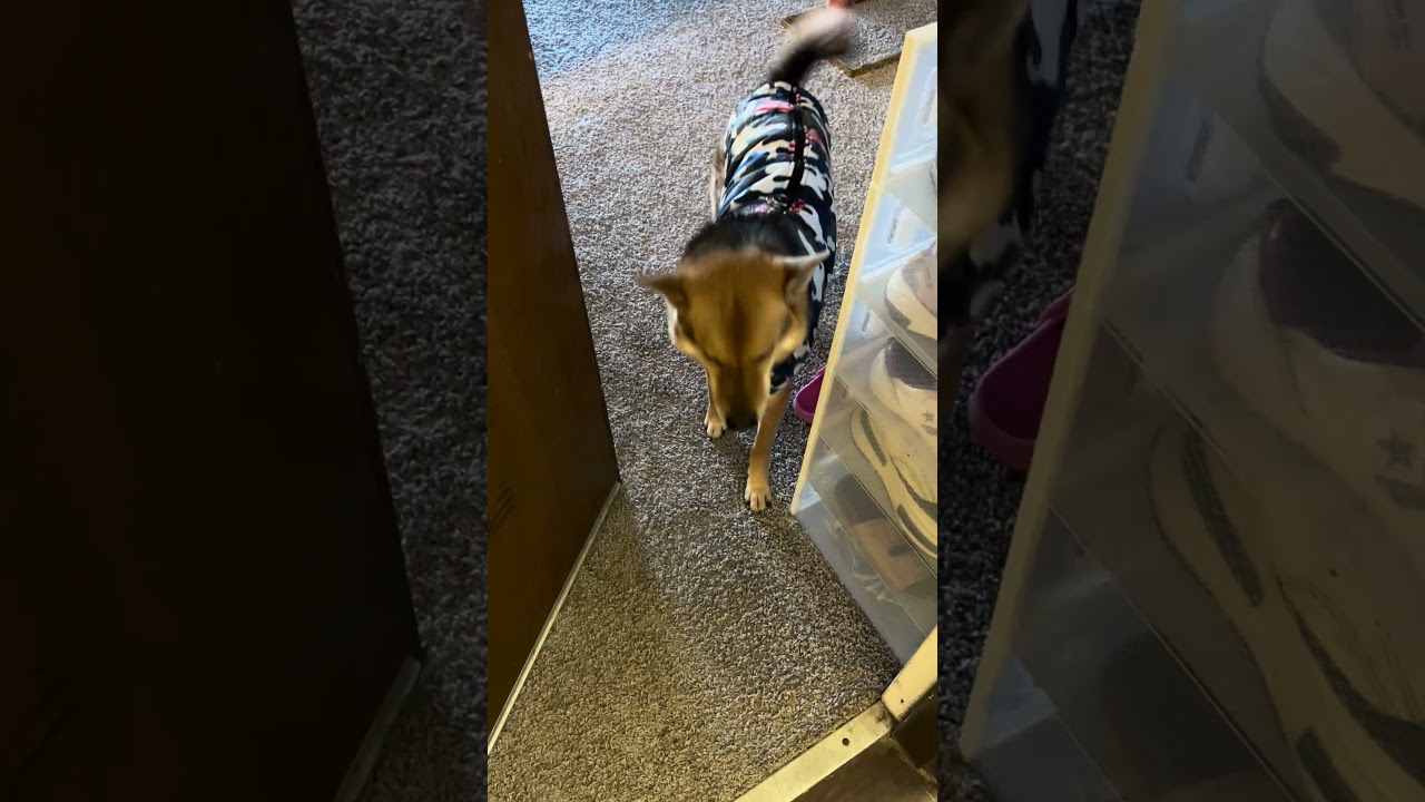 El conmovedor lenguaje de amor de este Shiba Inu viral