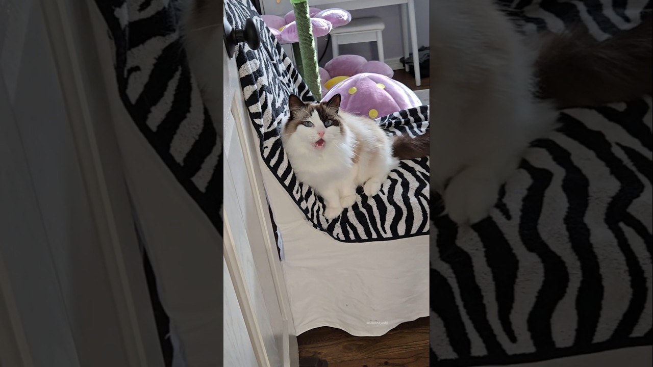 El fascinante secreto tras las carreras locas de tu gato