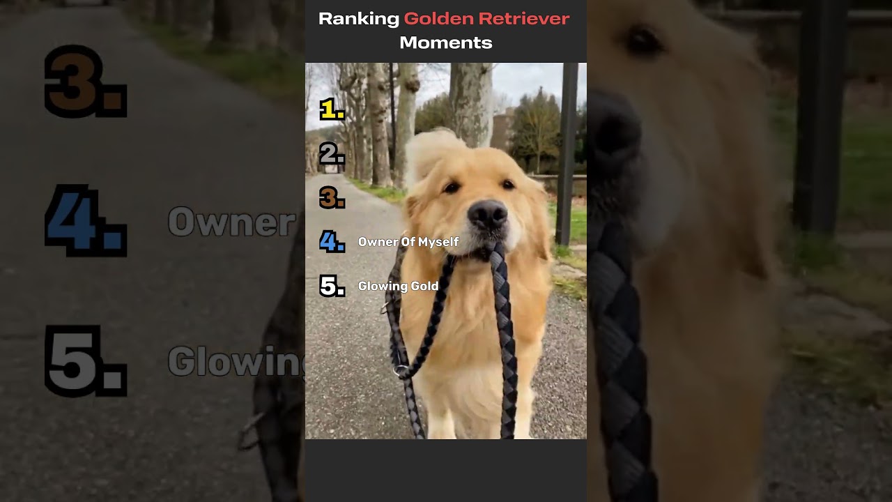 El secreto detrás de la incondicional nobleza del Golden