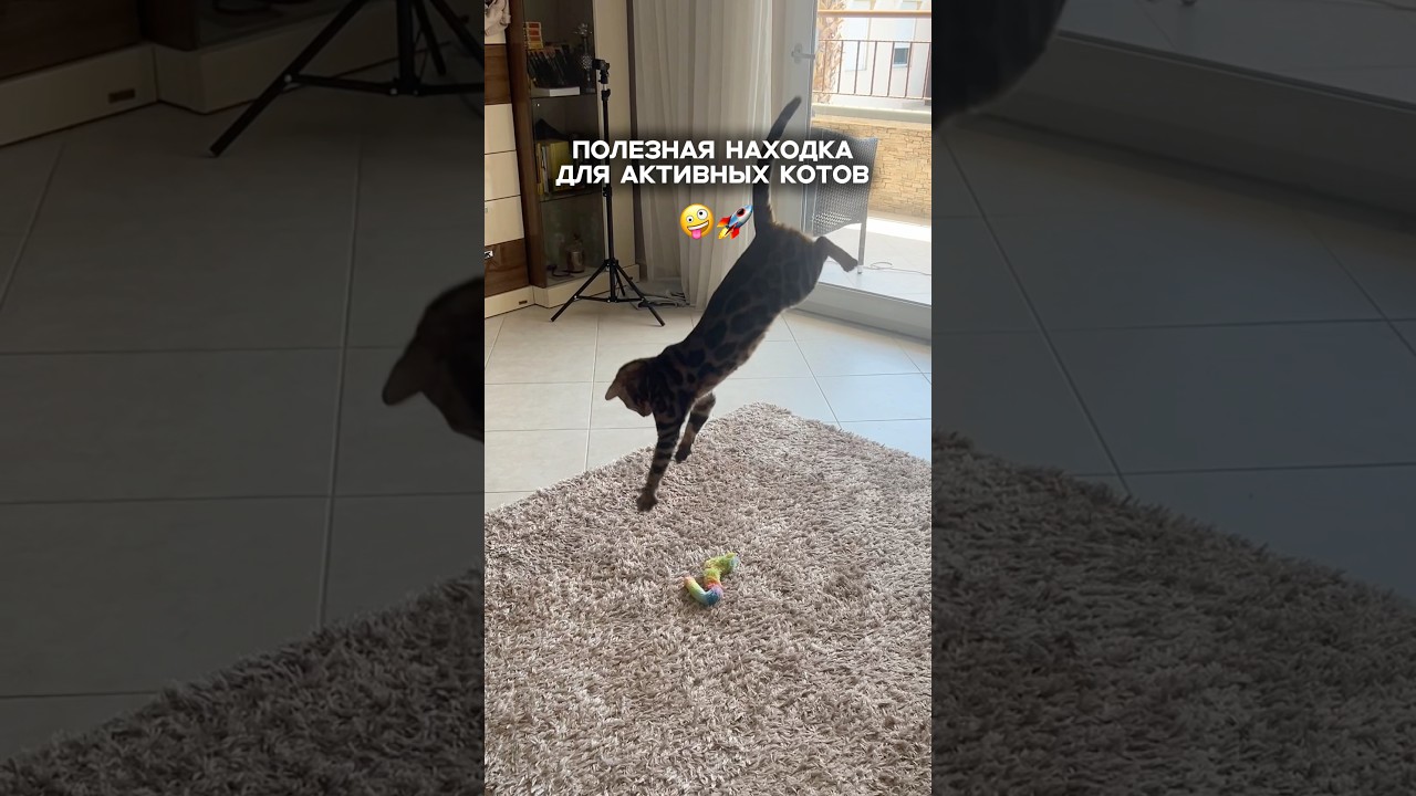 Gimnasio de lujo: el paraíso para este gurrumino atlético