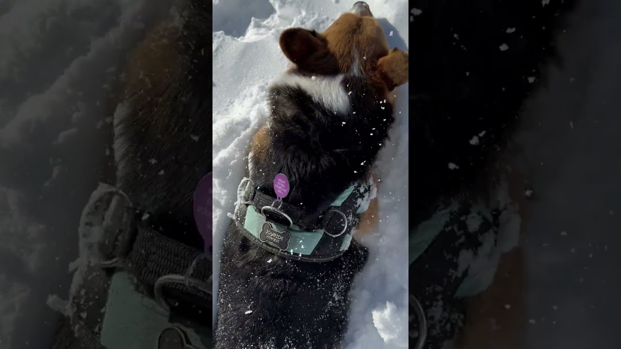 El fascinante paseo de Jack Corgi sobre la nieve costera