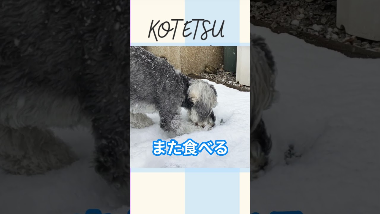 Pequeño Firulais descubre la nieve y su reacción es pura magia