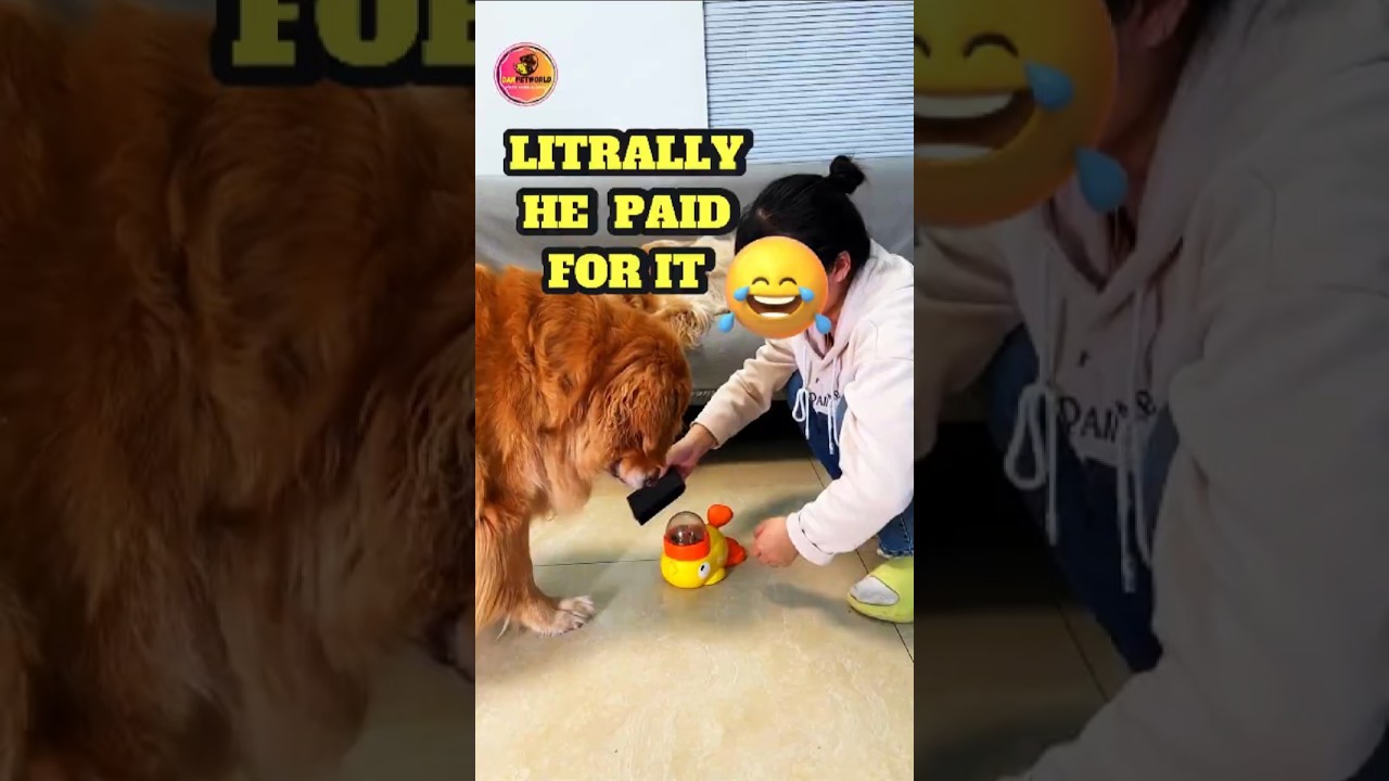El increíble ingenio de un Golden ante su comedero