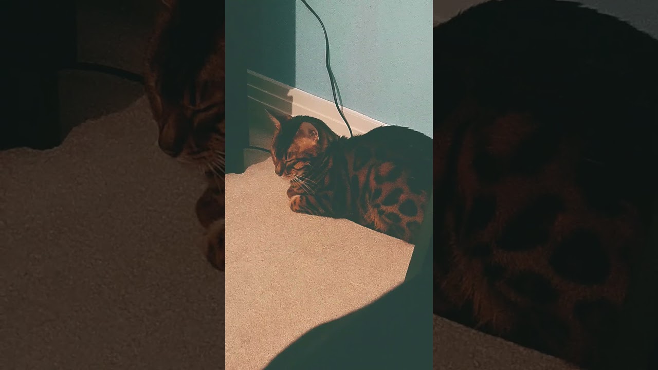 El asombroso ritmo del gato Bengal que baila con elegancia