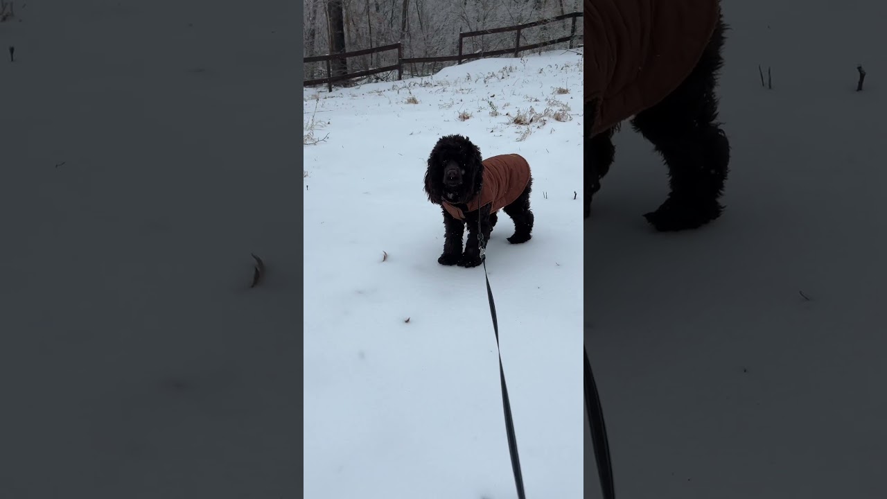 El conmovedor primer encuentro de un Cocker con la nieve