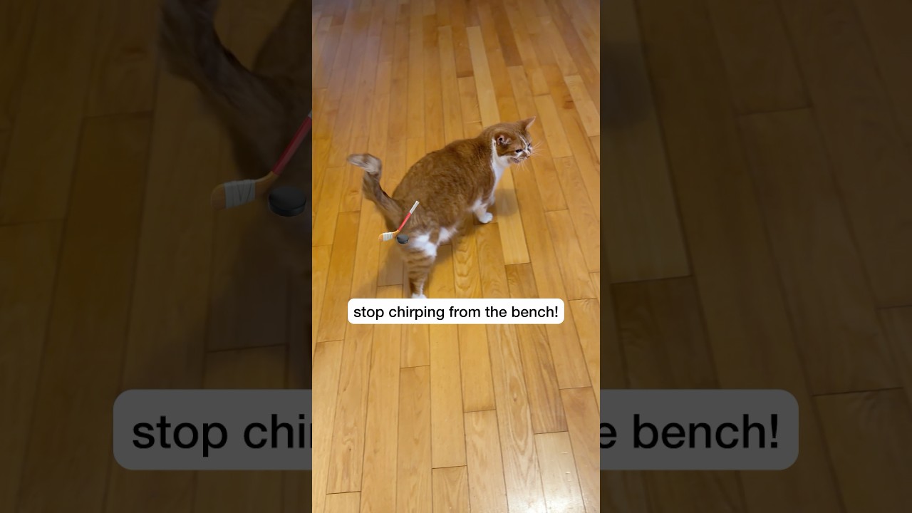 La increíble rivalidad de Bean: un deportista de cuatro patas