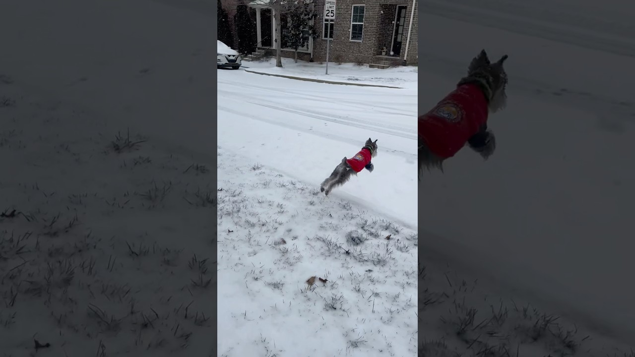 La increíble reacción de un Mini Schnauzer en su primera nieve
