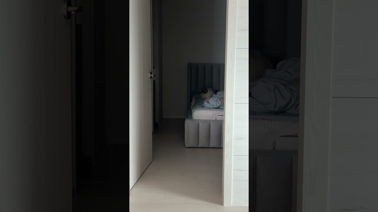 El inesperado asalto de Roa: zoomies y una cama conquistada