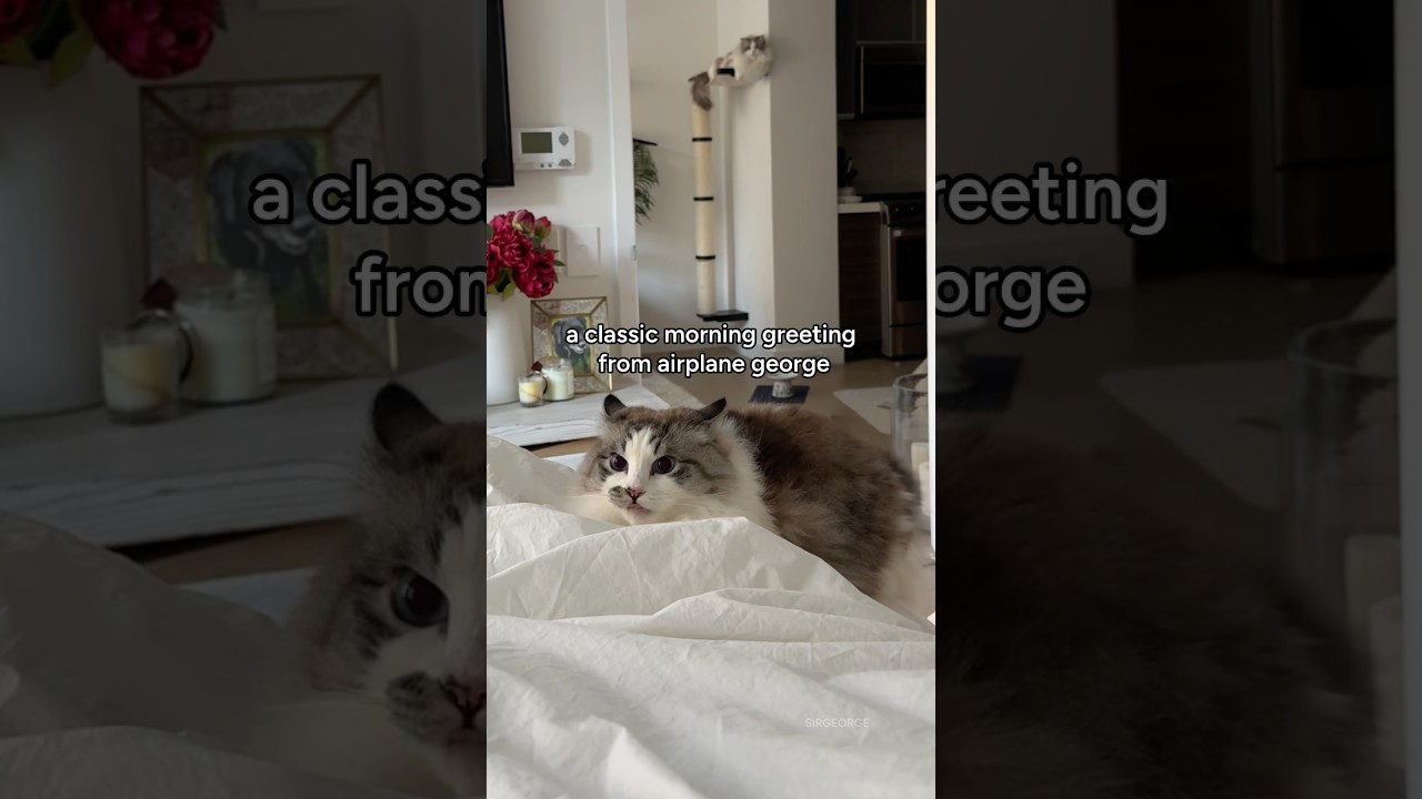 La increíble rutina de George, el gato que vuela al despertar