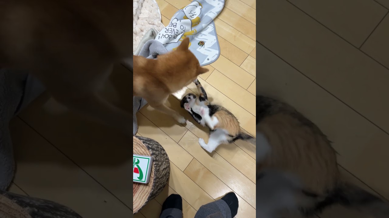El conmovedor vínculo entre un Shiba Inu y su gatita Calicó