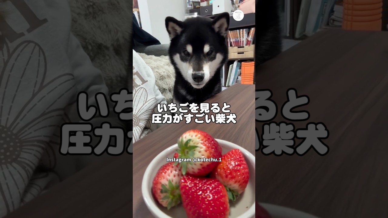 El increíble secreto tras la mirada de este Shiba Inu