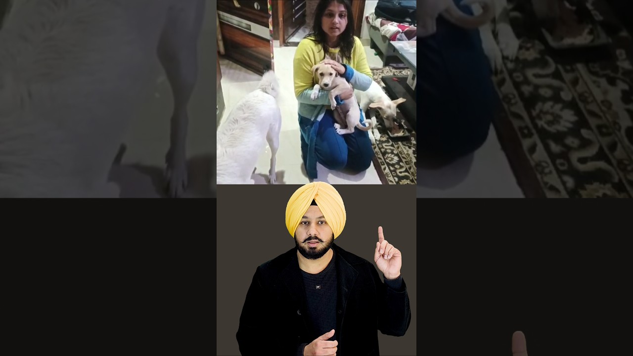 La mirada de este Firulais que conmovió a todo Gurugram