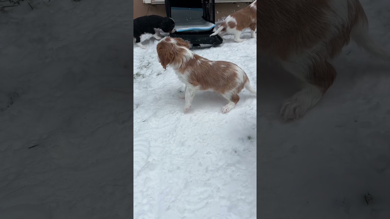 El conmovedor primer encuentro de estos cachorros con la nieve