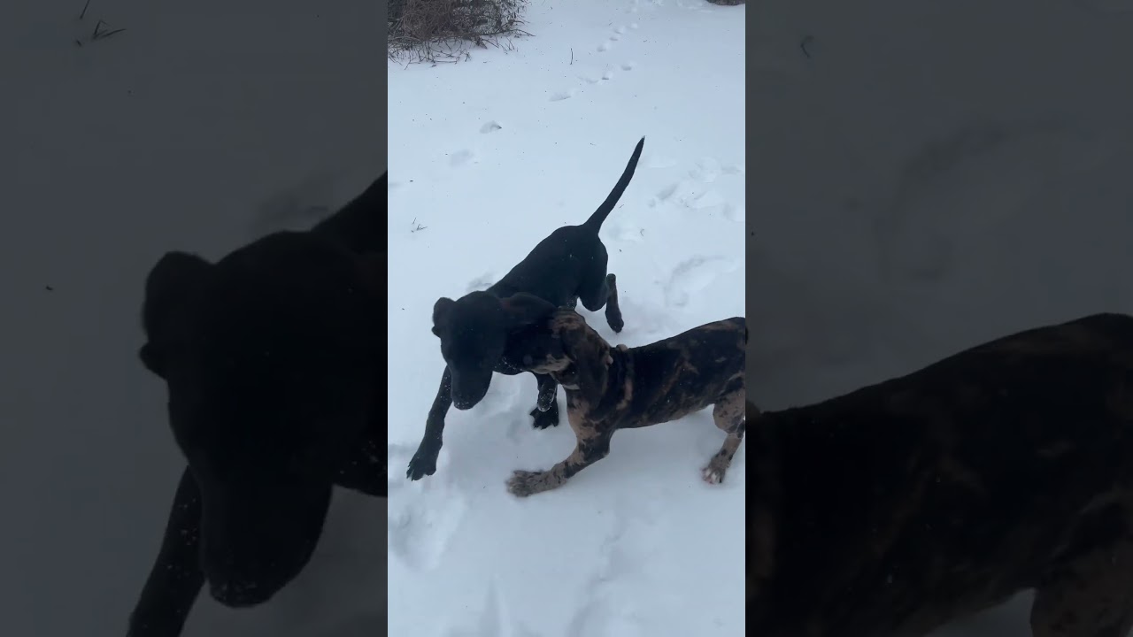 La emotiva reacción de un Firulais rescatado ante la nieve