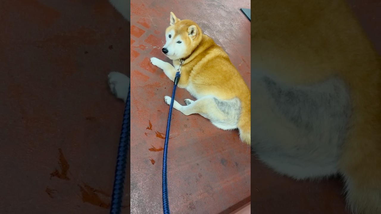 Shiba Inu Fuku: su conmovedora y divertida recuperación viral