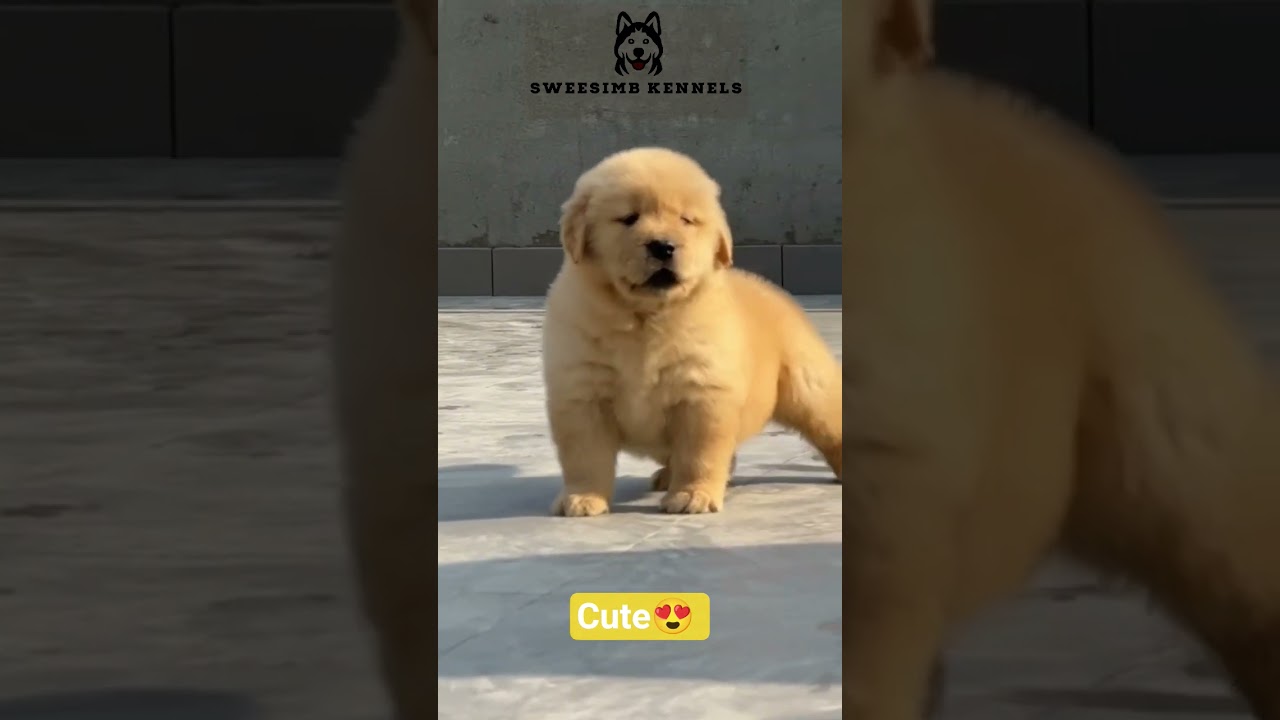 La conmovedora inteligencia de un pequeño Golden aprendiendo rápido