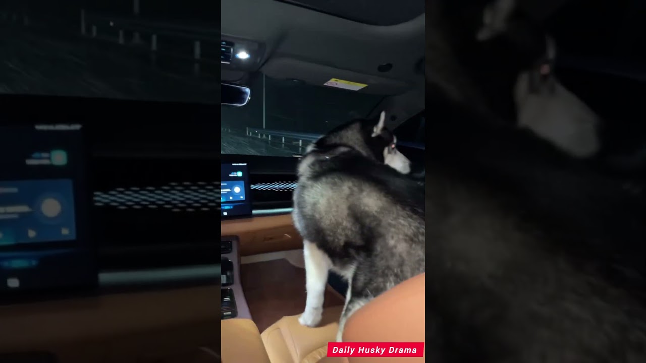 La increíble explosión de alegría de un Husky en la nieve