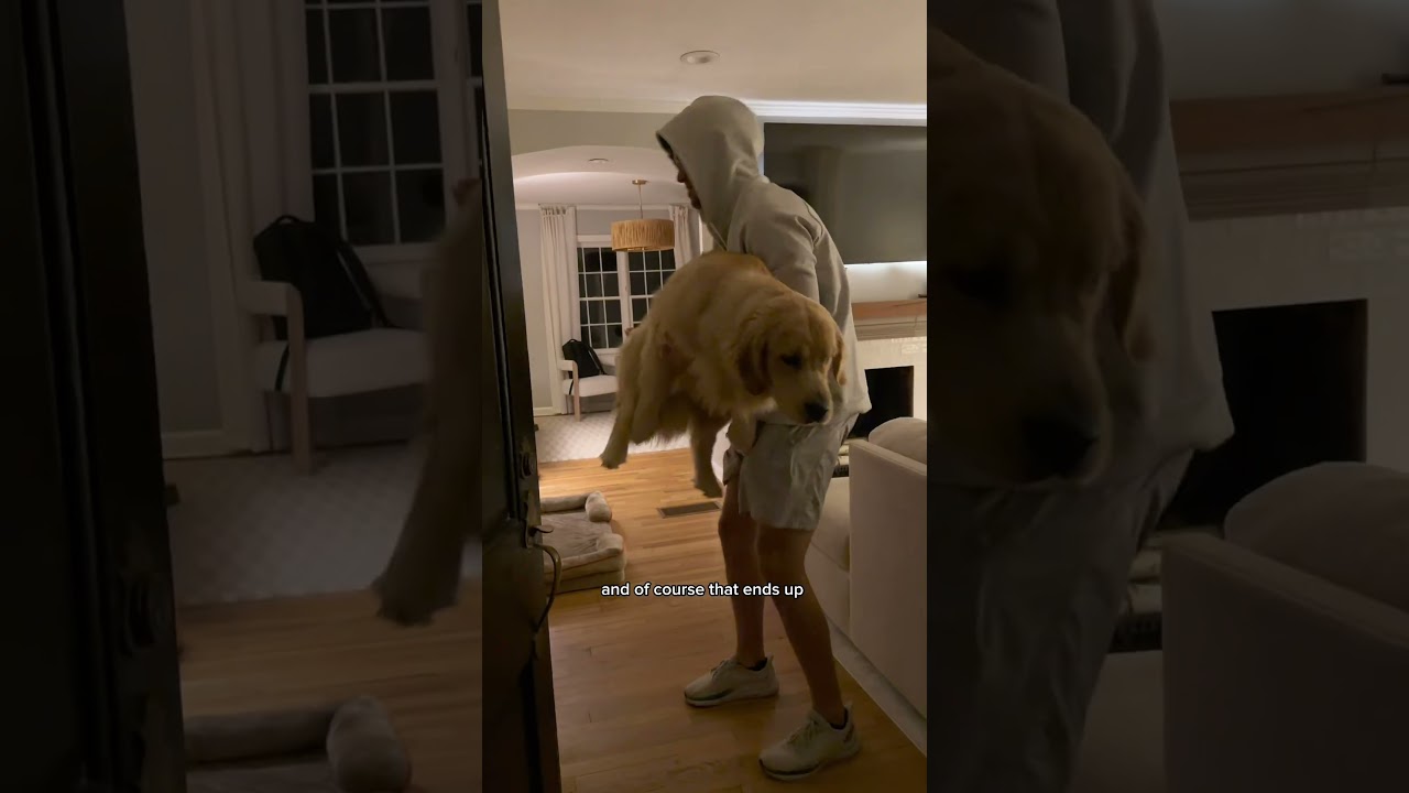 Dog dad night routine 🐶🧑🏻‍💻 #goldenretriever #goldenretreive