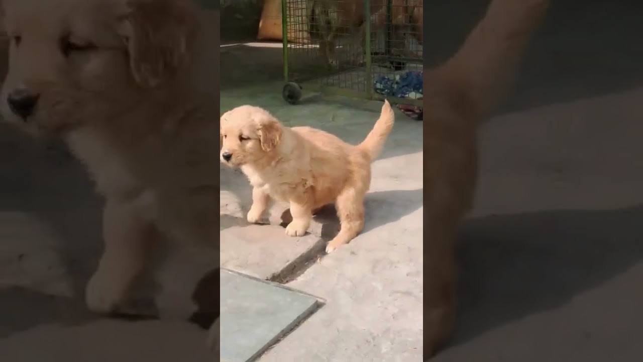 La increíble fragilidad de un Golden en su primer mes