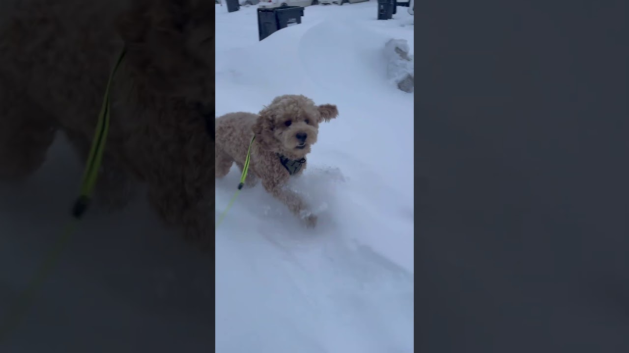 La fascinante razón tras la alegría de Milo en la nieve