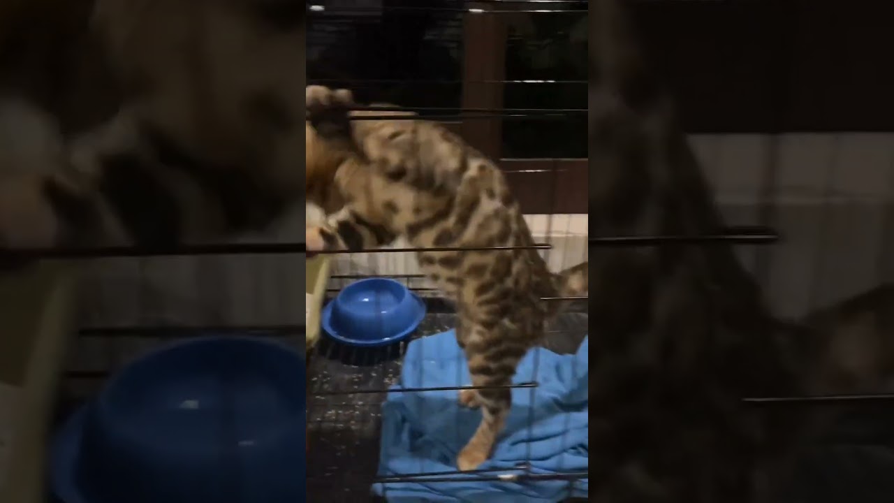 El pequeño bengalí que desafió la puerta con pura ternura