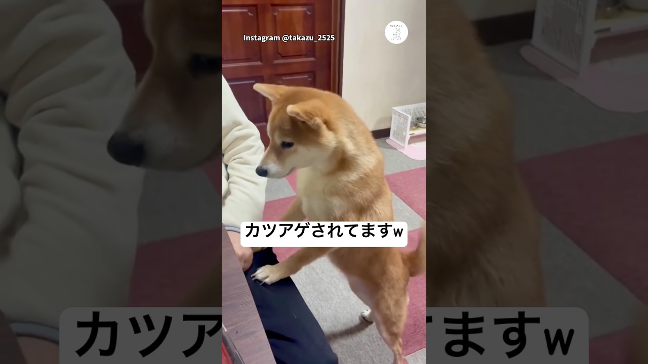 Inesperada conversación: el Shiba Inu que exige sus premios