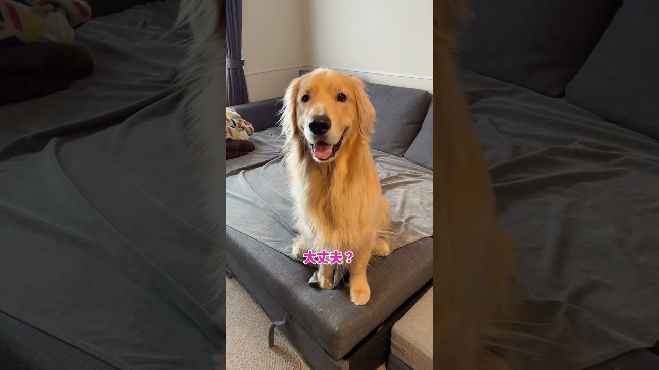 El increíble ritual de este Golden al cruzar la mirada