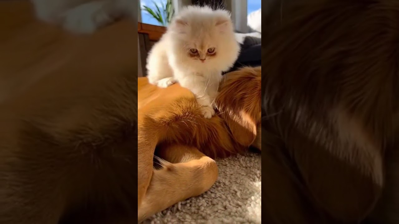 La conmovedora razón del masaje entre este gato y un Golden