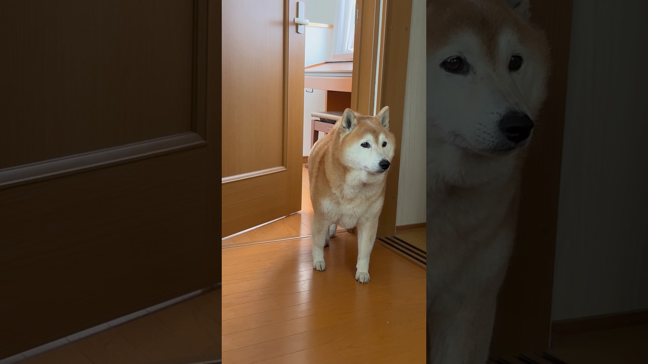 Inesperada visita: el emotivo reencuentro de Fuku en casa