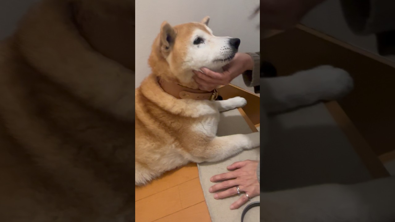 Conmovedor reencuentro de un Shiba Inu con su madre es viral