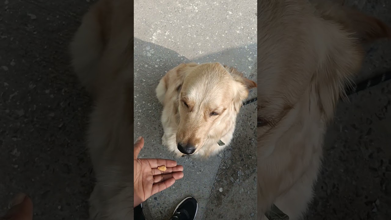 El conmovedor primer paso de este Golden hacia la grandeza