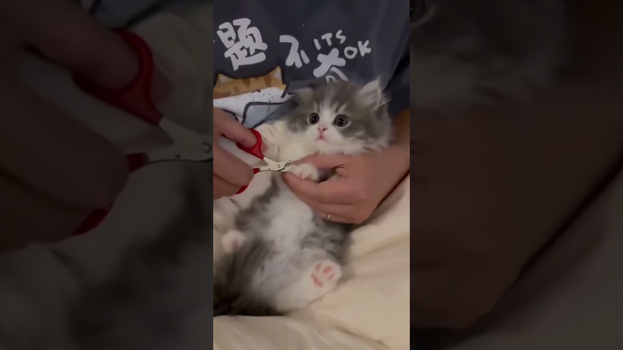 El increíble fenómeno de los gatitos que 'vuelan' tras comer