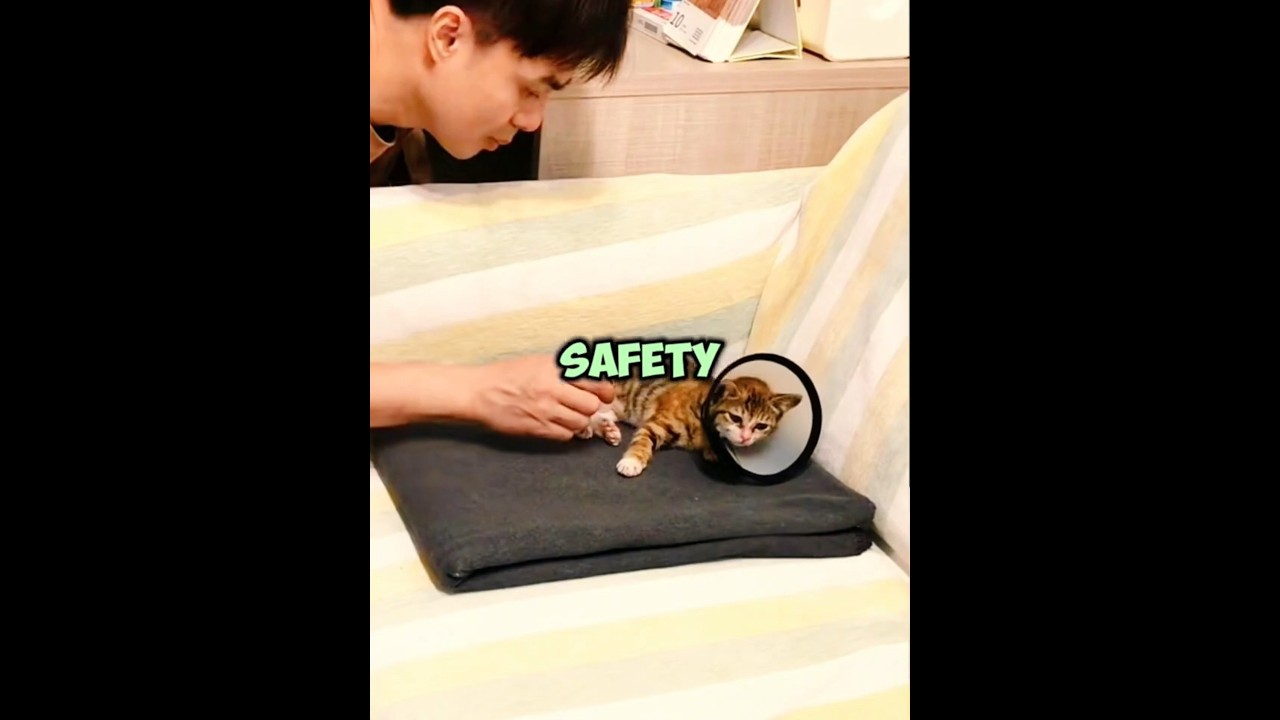 Pequeño pero valiente: el rescate de un gatito indomable