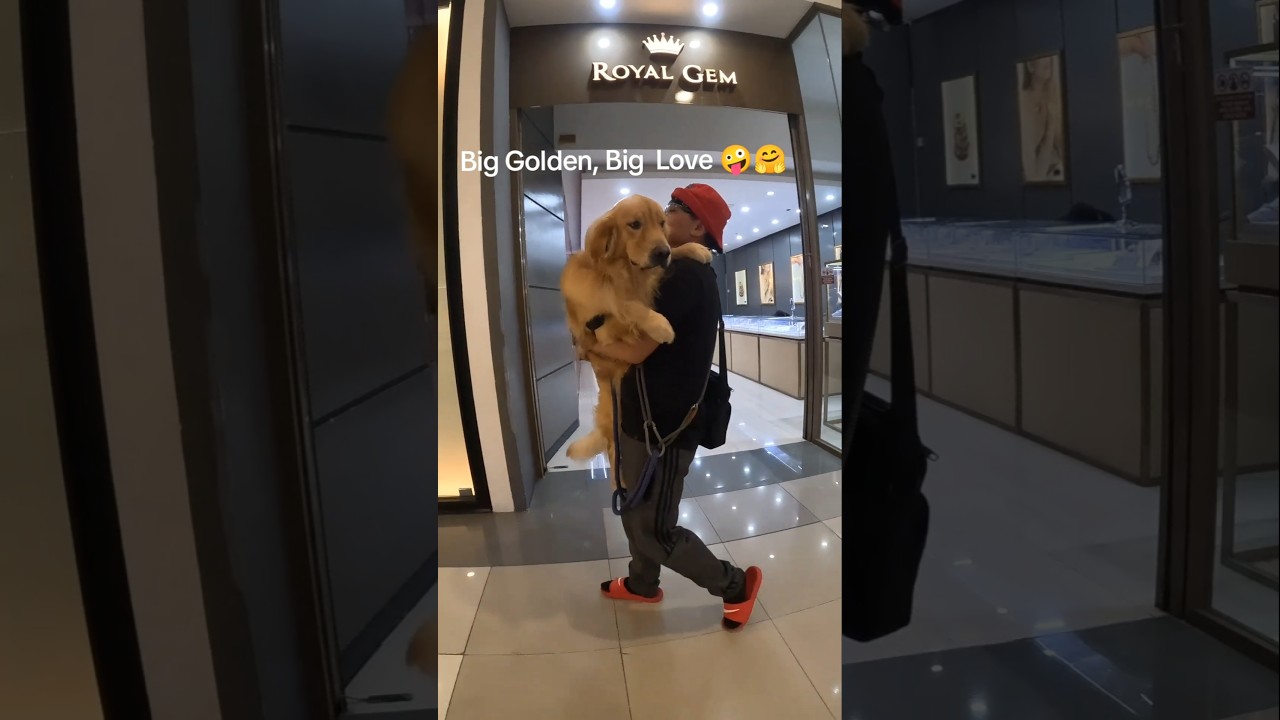El fascinante instinto de confianza de este Golden Retriever
