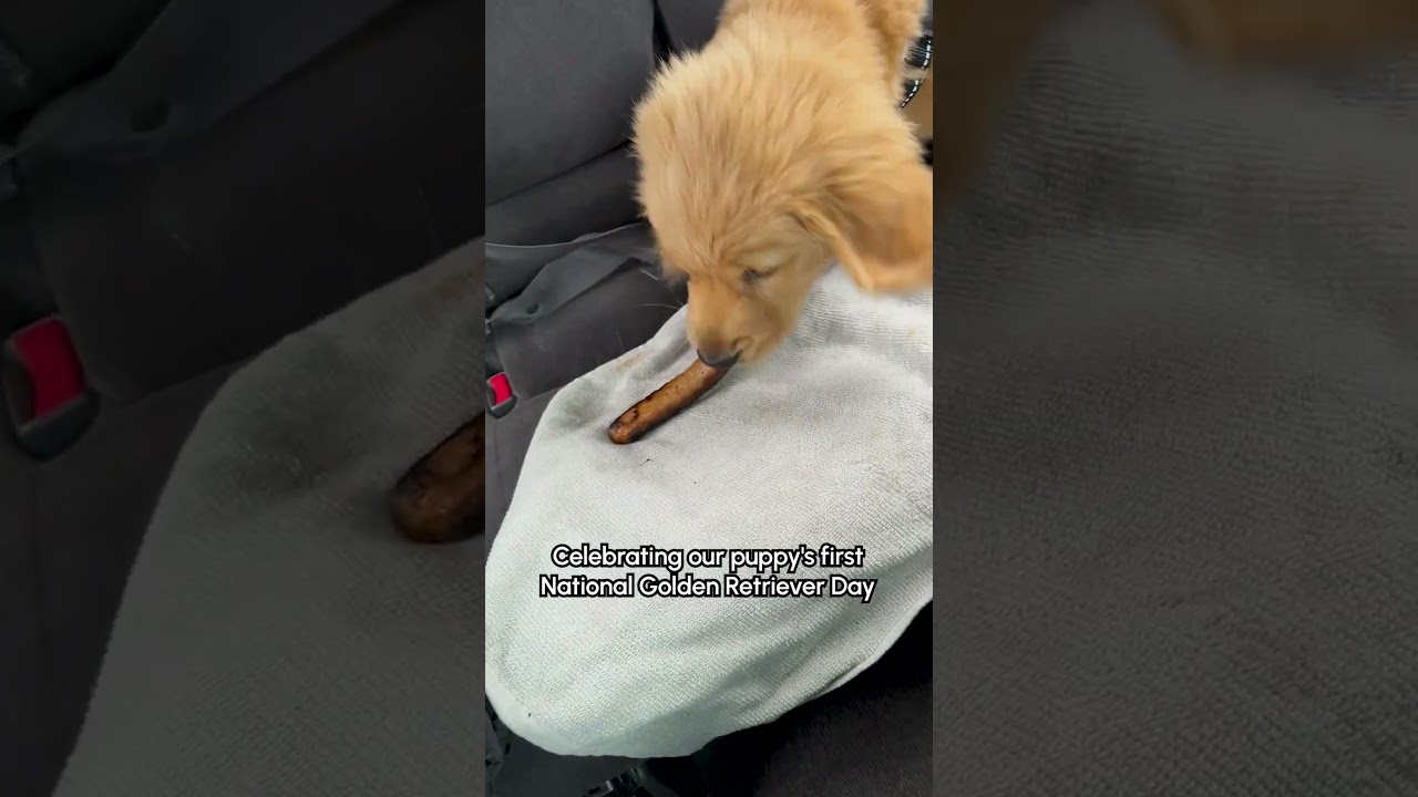 El tierno y primer encuentro de un Golden con una salchicha