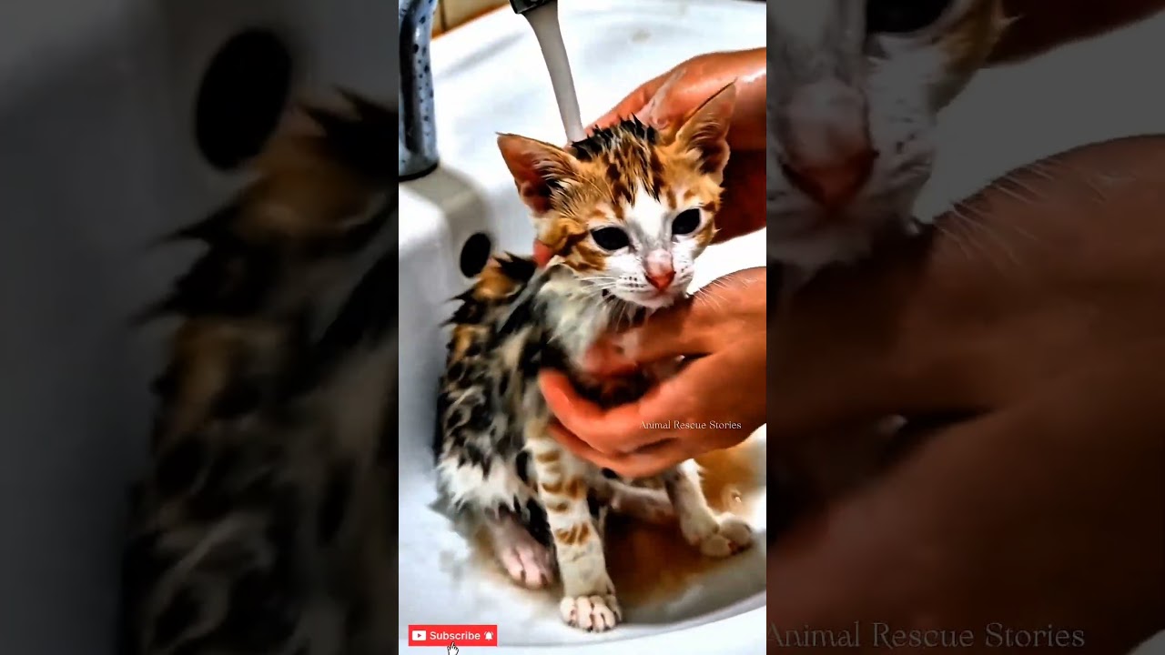 Inesperado rescate de un pequeño gatito conmueve al mundo