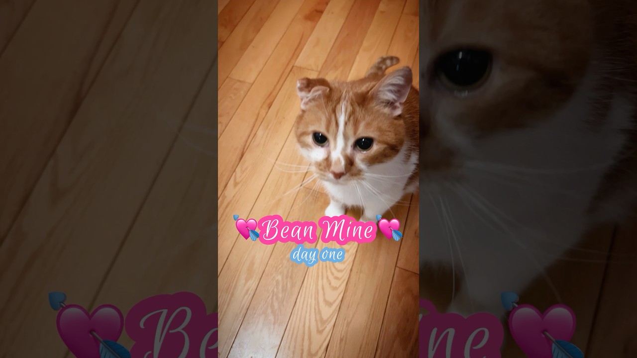 El conmovedor contrato de un gato que rompió internet