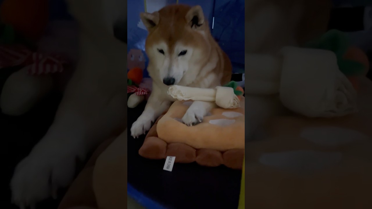 柴犬福 深夜12時なのにノリノリでホネを守る柴犬のおじさん🤣Sis and Shiba🤣#姉と柴 #shorts #fu
