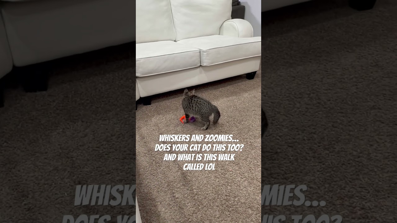 El increíble fenómeno de los zoomies en un pequeño gurrumino