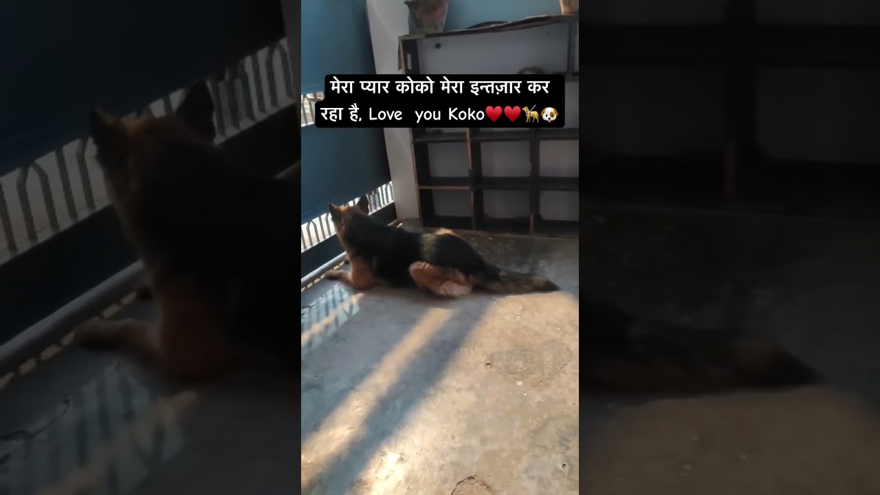 La lealtad inquebrantable del Pastor Alemán en acción