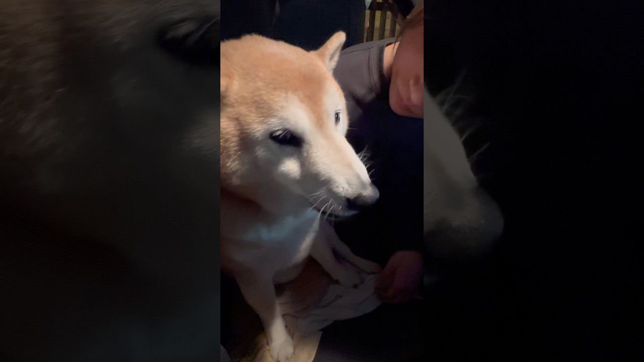 La emotiva despedida de un Shiba Inu y su dueña dramática