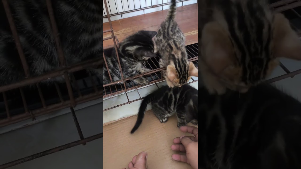 La fascinante elegancia del gato Bengala color carbón