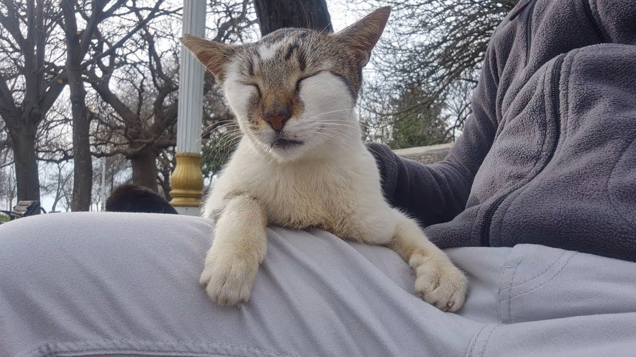 El conmovedor abrazo de una gatita que eligió su destino