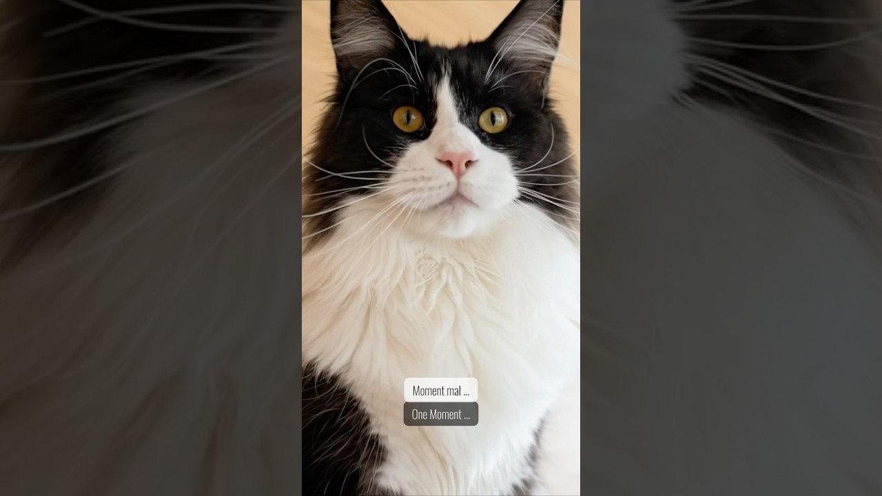 El increíble lenguaje corporal de este Maine Coon gigante